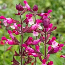 Salvia Pink Mulberry Perennial