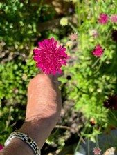 Superb Dark Red Knautia