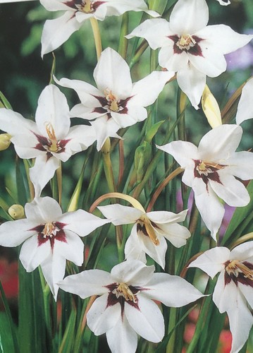 10x garden spring summer - garden, spring,summer