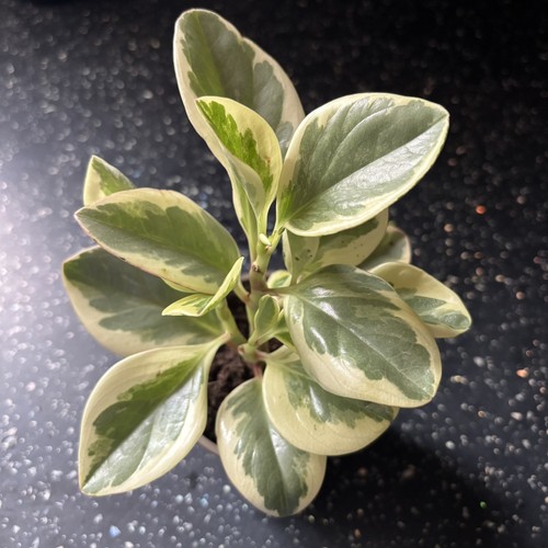 Peperomia obtusifolia - peperomia,