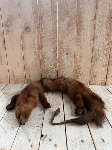 Vintage real stone marten - stone, fur