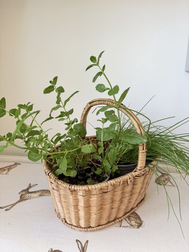 Vintage small fruit - , picking