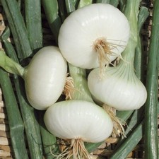 CIPOLLINI BIANCA DI MAGGIO WHITE ONION - Allium cepa 25+ seeds R 173