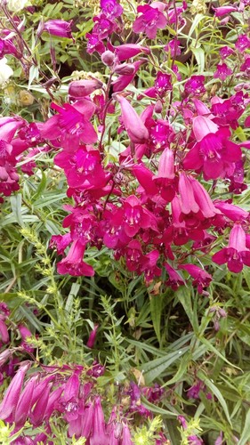 Penstemon garnet hardy - 3, x