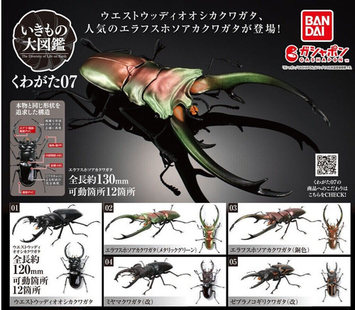 Stag beetle vol capsule - stag,