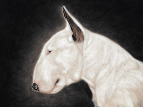 White english bull - english, dog