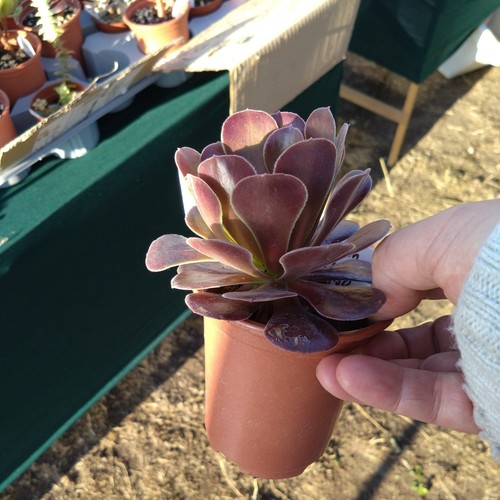 Aeonium velour potted and - aeonium,