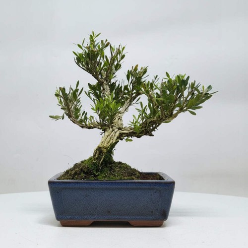 Boxwood - , (buxus