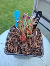 Sarracenia Oreophila x Alata