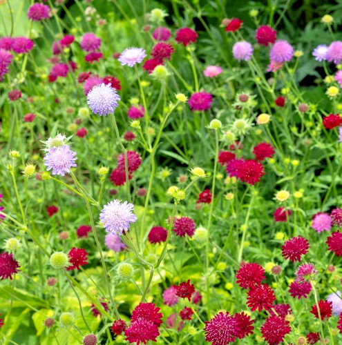 70x double dwarf pincushion - double,