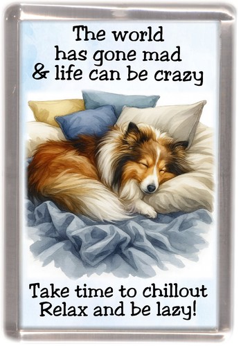 Sheltie shetland sheepdog - /,