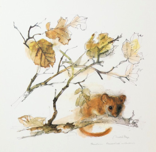 Hazel dormouse art - dormouse,
