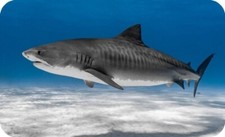 Tiger Shark Sea life Rectangle