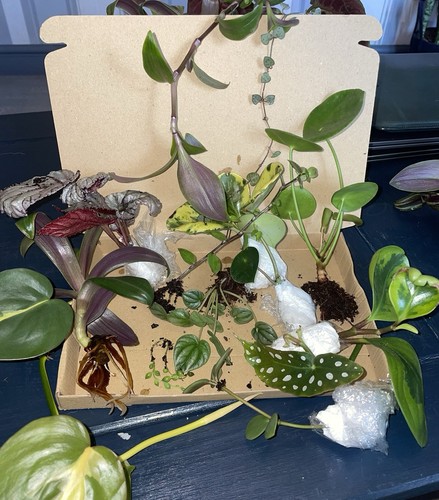 Baby mystery plant bundle - mystery,