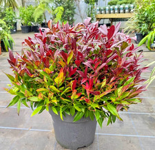 Leucothoe Zeblid Scarletta Dog