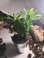 Euphorbia Cactus African Milk