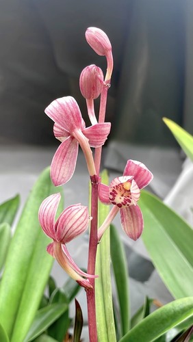 Cymbidium ensifolium hong cao - cymbidium,