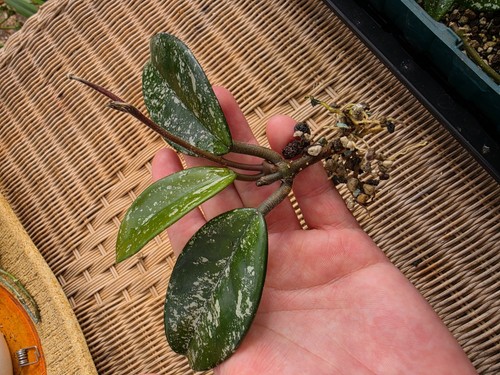Hoya carnosa stardust - hoya,