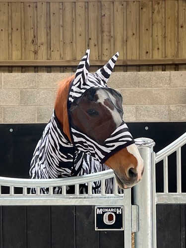 Zebra print padded - print,