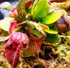 Cephalotus follicularis Live Carnivorous Plant RARE Australian Pitcher