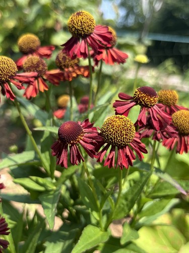 Helenium autumnale ruby - autumnale, 'ruby