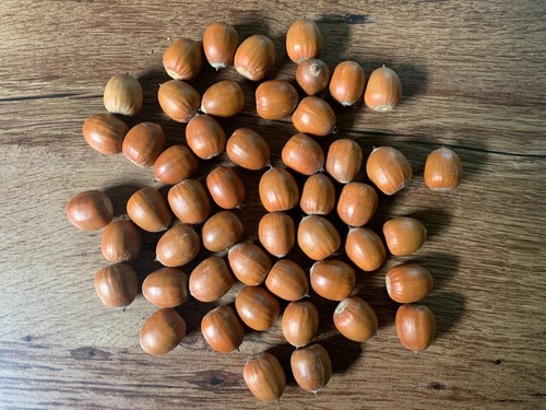 Acorns red oak - 100, count
