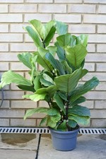 Large Ficus Lyrata (Fiddle