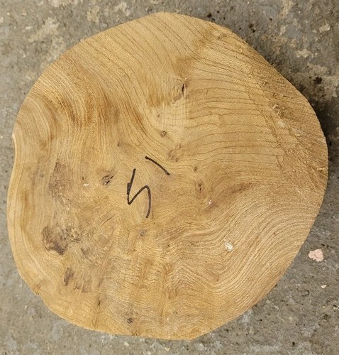 Timber scottish burr elm blank - timber,