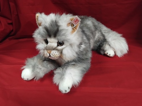 Large steiff main coon - main, cat