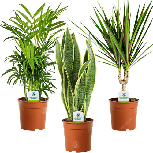 Indoor plant mix plants - plant,