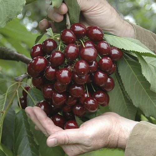 Stella ceri organic fruit tree - stella,
