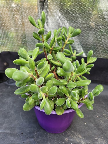 Crassula rogersii jade - crassula,