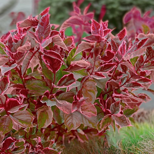 Cornus miracle variegated - cornus,
