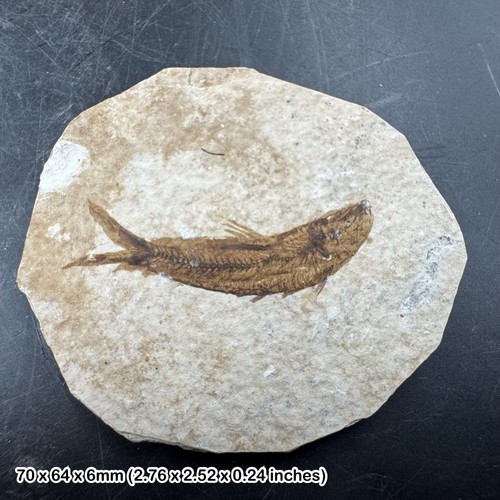 Fossil small fish eocene - eocene,