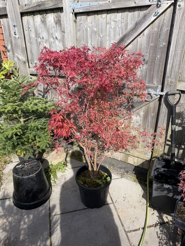 Acer palmatum gwen - gwen’s, rose