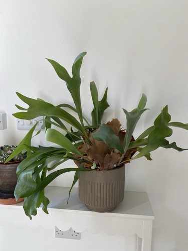Staghorn fern - staghorn, (platycerium)