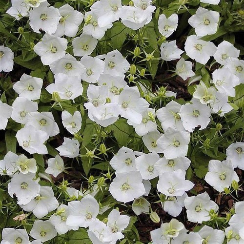 Pack campanula carpatica - x6,