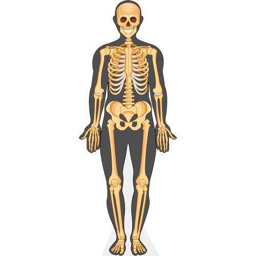 Human body life - human,