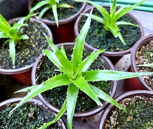 Puya chilensis terrestrial - chilensis,