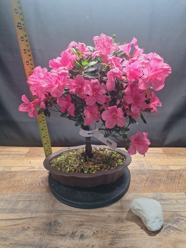 Real flowering azalea bonsai - azalea,
