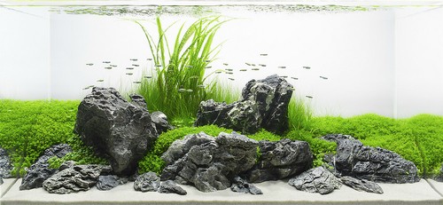 Aquarium rock seiryu - seiryu, stone