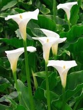 25 x Zantedeschia Aethiopica arum lily seeds.