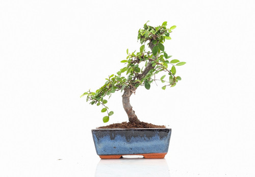 Chinese elm bonsai - elm, care