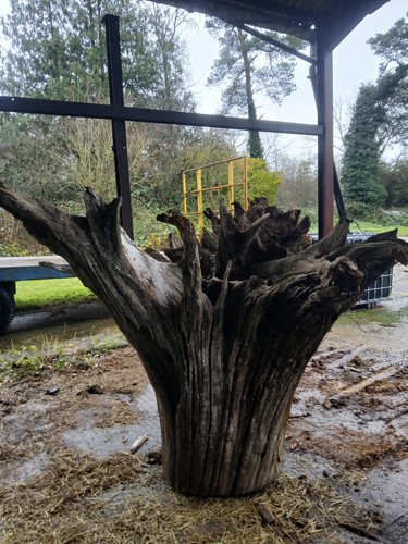 Large feature oak - , tree