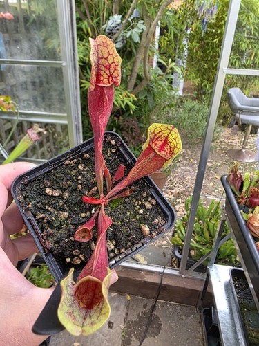 Sarracenia veinless - sarracenia, (purpurea)