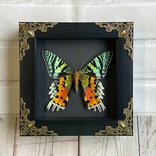 Madagascan Sunset Moth (Urania rhipheus) Baroque Box Frame Display Butterfly VEN