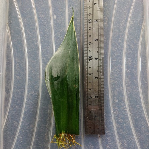 Snake plant leaf - plant, (sansevieria)
