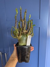 Adenium Arabicum Black Skin