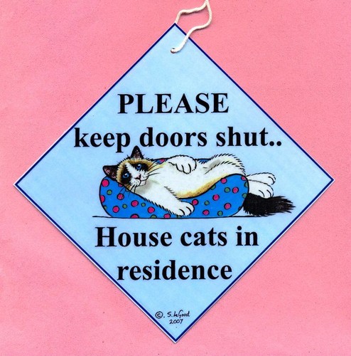 Ragdoll cat residence - ragdoll, in