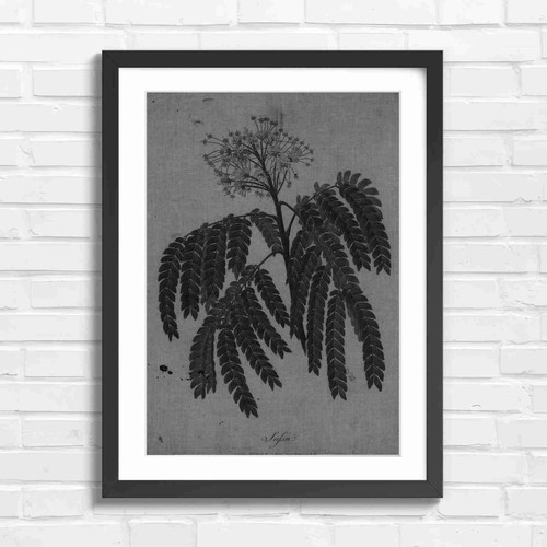 Botanical saffron plant study - botanical,